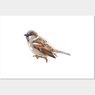 House Sparrow Posters and Art